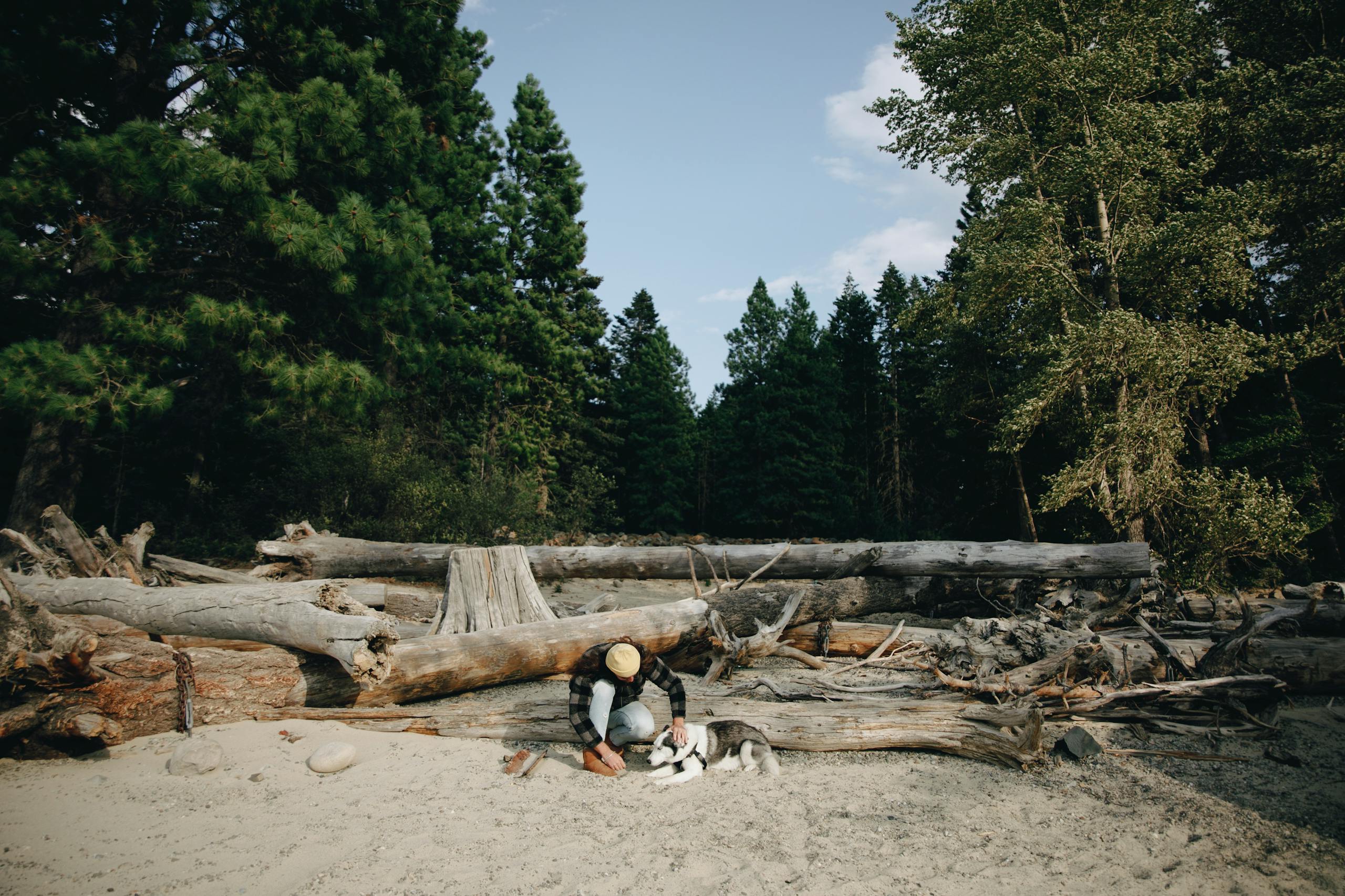 A Person and a Dog Near a Wooden Log