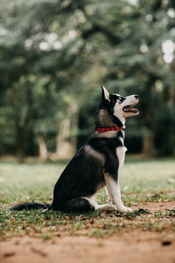 Side Portrait of a Husky Dog 