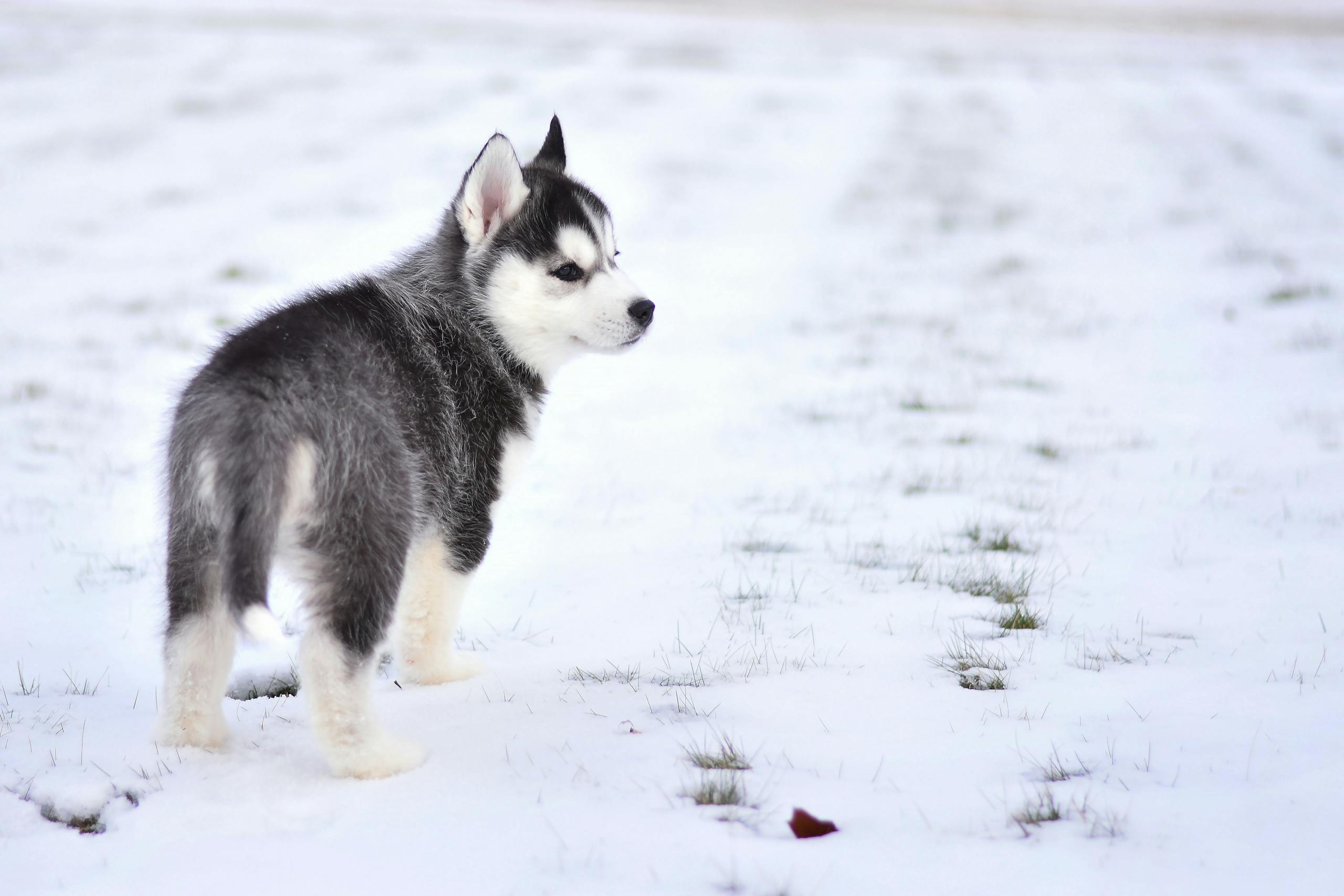 Adorable Siberian Husky puppy exploring the snowy outdoors with curious expression.