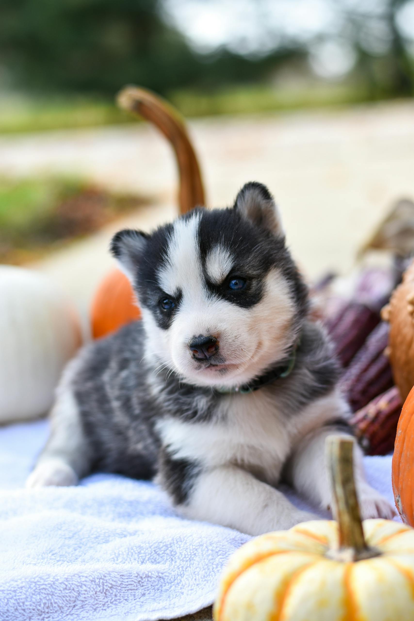 Cute husky puppy surrounded by pumpkins in an autumn setting, embodying the essence of fall.
